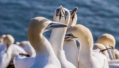 玩家住房主题同人漫画选集——社区聚焦